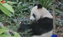 旅新大熊猫受欢迎