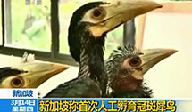 新加坡称首次人工孵化冠斑犀鸟