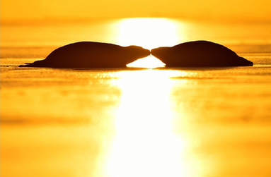 Yves Adams：这个美丽的小世界（一）