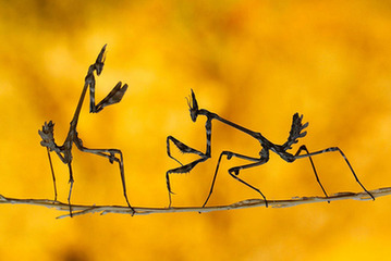 《国家地理》2013年影赛入选作品