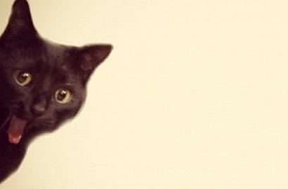 美网站评年度&ldquo;点赞&rdquo;照片 抢镜动物成亮点