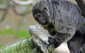 德國動物園一猿猴與蜥蜴“友誼深厚”(組圖)