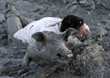 加拿大泥地抓醉猪大赛火热进行【组图】