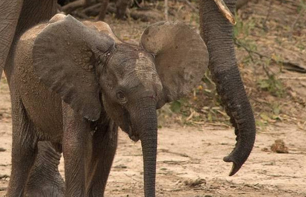 小象河边喝水被鳄鱼咬住鼻子 在妈妈帮助下逃生