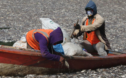 印尼一湖畔惊现数千死鱼 或为水温变化所致(高清)