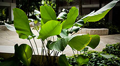 宿舍楼下茂盛的热带植物