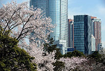 東京：櫻花盛開(組圖)