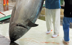 被人类活捉的巨型大鱼