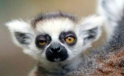 动物世界里的奇异百态