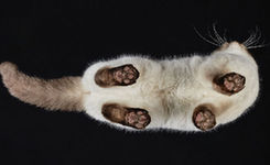 换个角度看尴尬喵星人