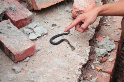 被抓回的眼镜幼蛇.(王林远摄)